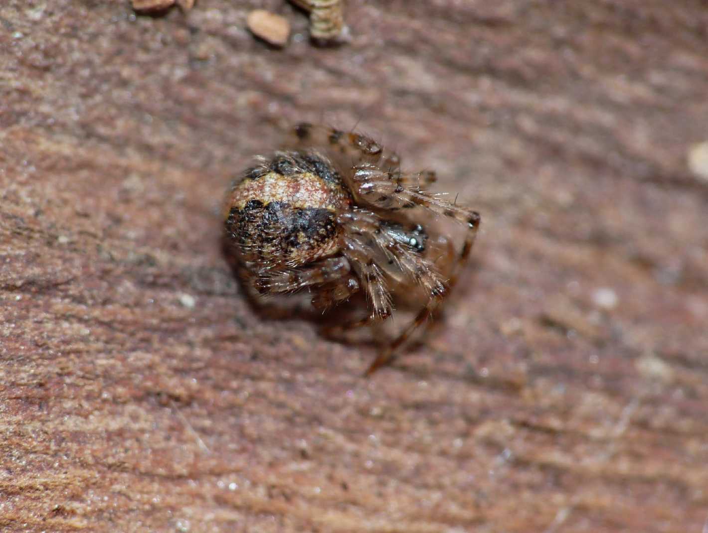 Theridion sp.